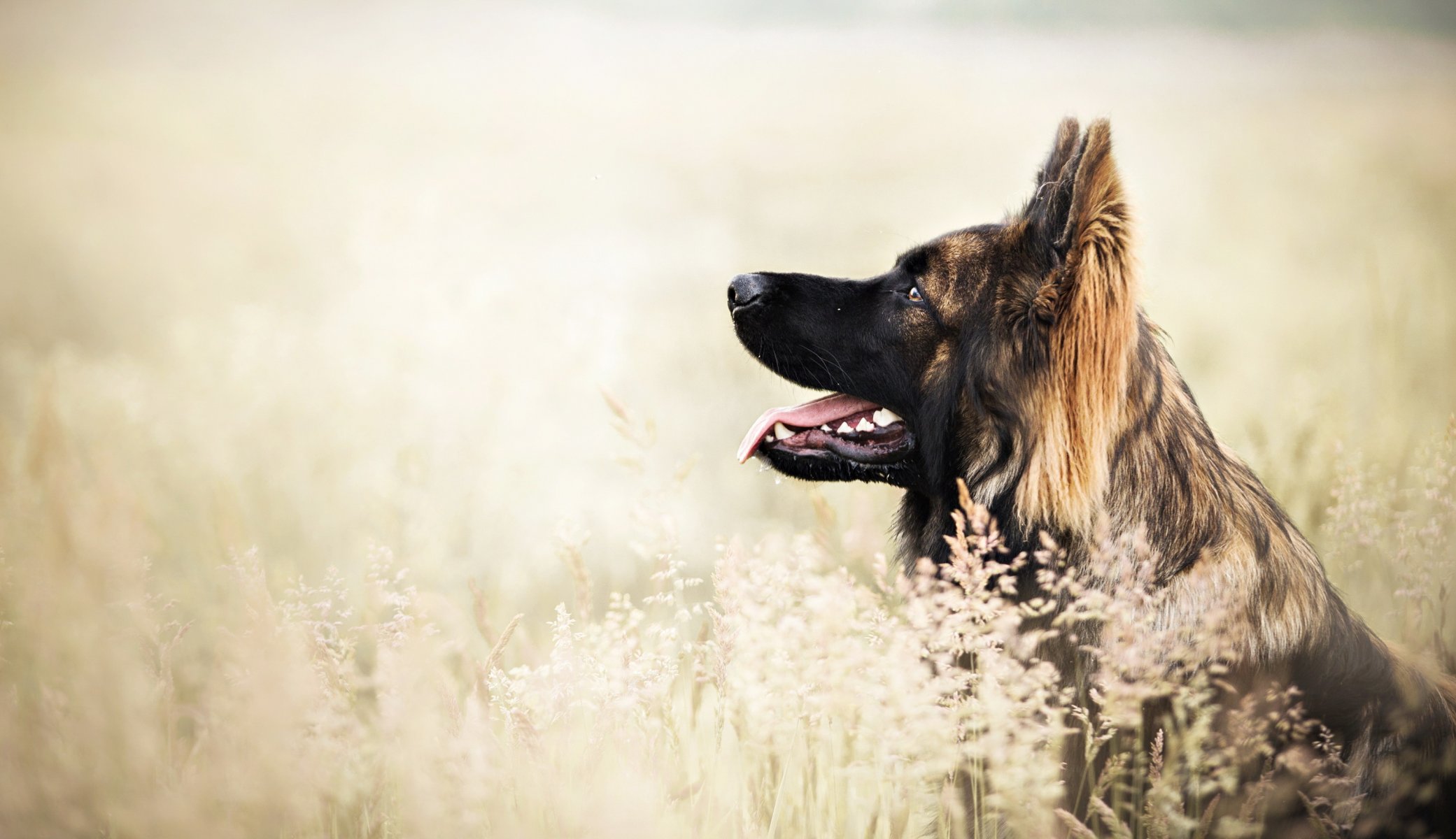 Взыскание ущерба при укусе собаки в Белой Глине