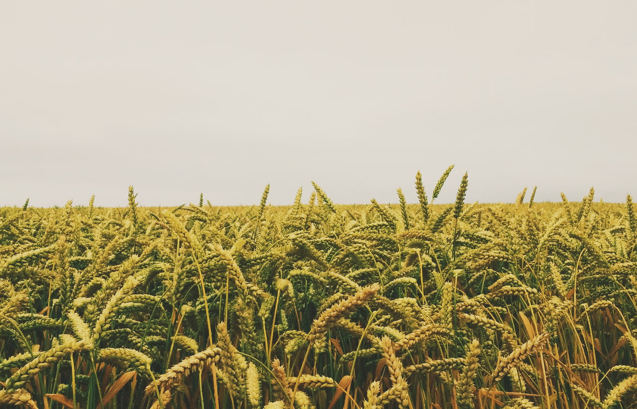 Юрист по земельным спорам в Белой Глине. Услуги земельного юриста.